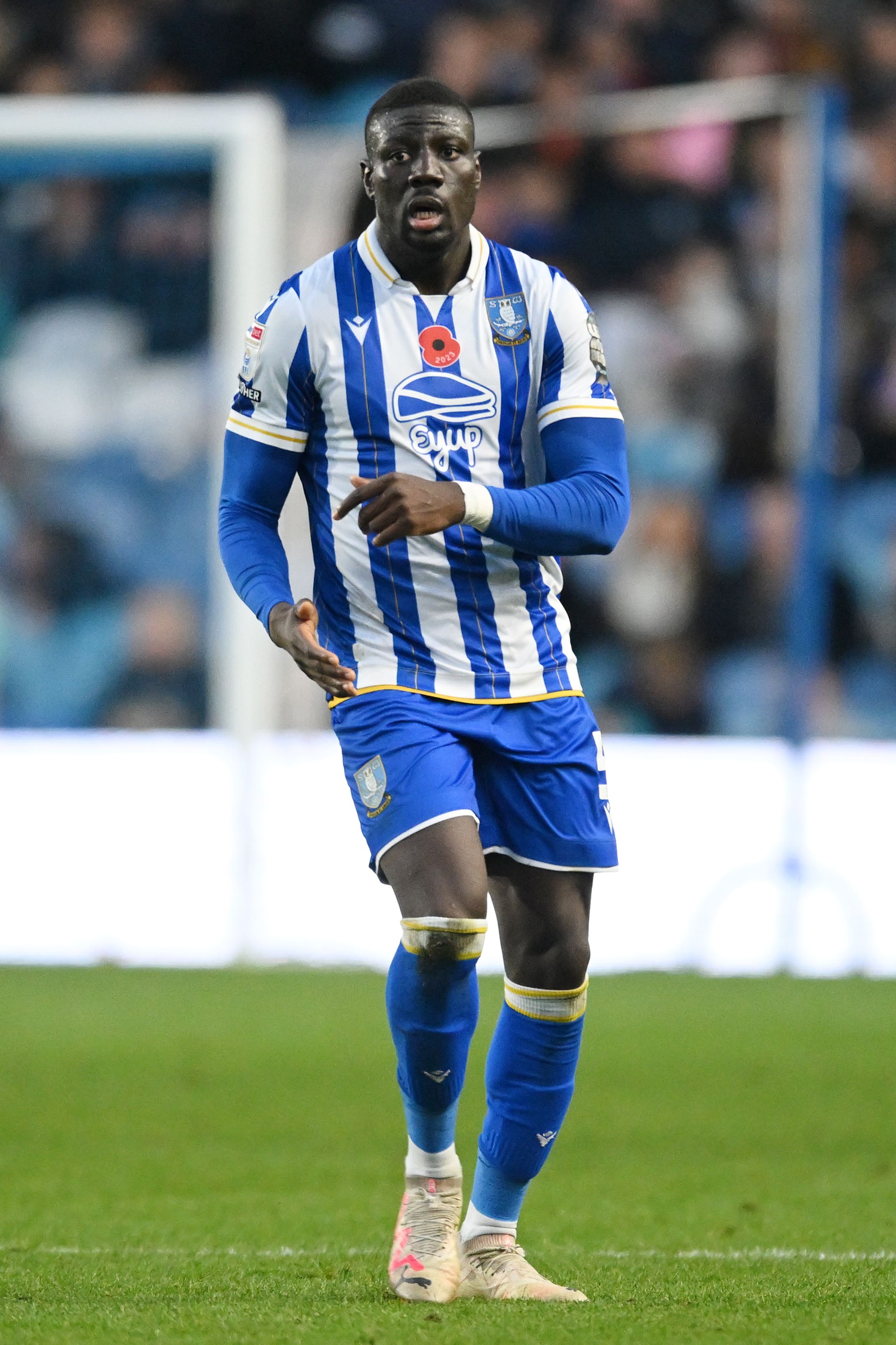 Bambo photo